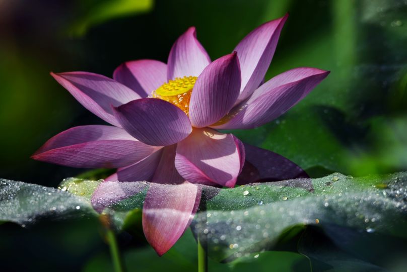 常德，那些惊艳夏日的荷花