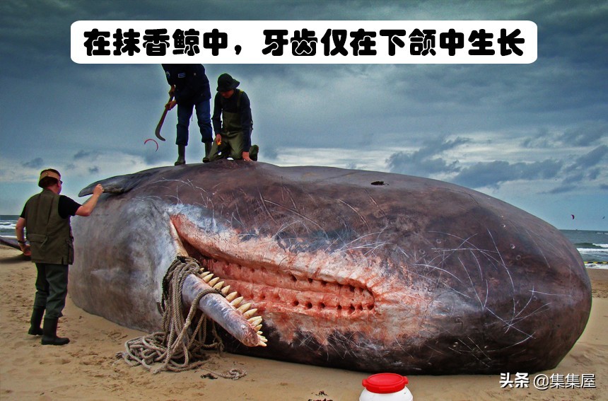 生物学的惊天大秘密,你不可不知的五十个生物学知识