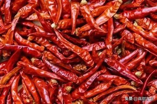 南销暂时谨慎发展，产区氛围小现活跃，西生香菜挤入上流