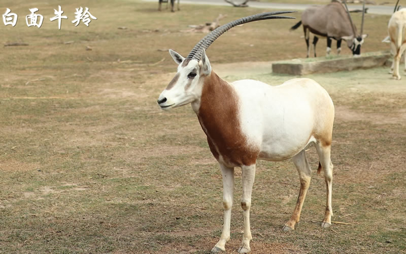 广州一日游长隆野生动物园日记,广州长隆野生动物世界参观指南