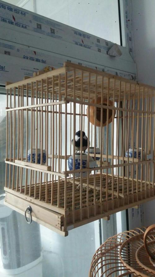 贝子鸟母鸟有饲养价值吗,贝子鸟养殖视频大全