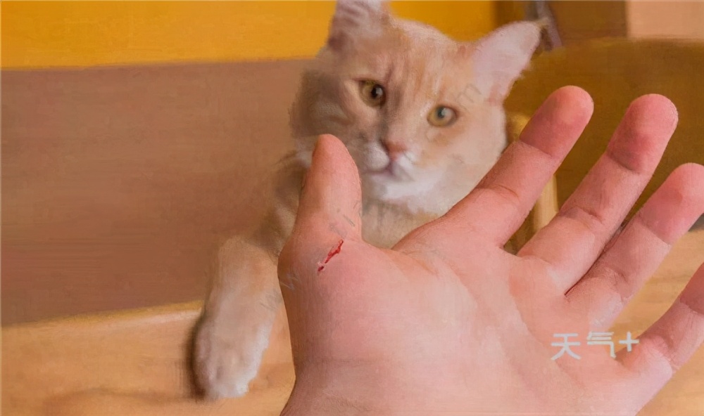 半年内接种过狂犬疫苗再次被咬伤,猫头鹰咬伤是否可以接种狂犬疫苗