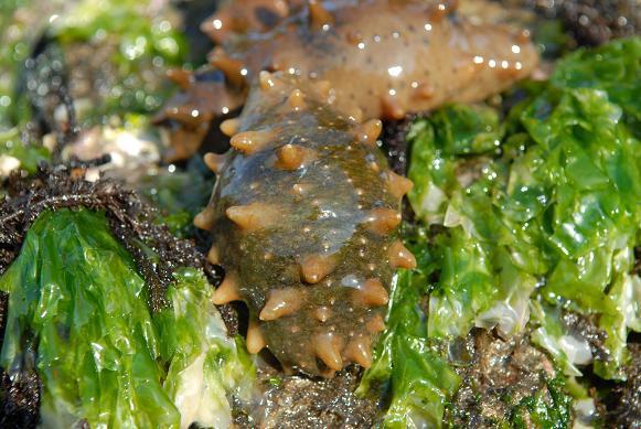 渤海湾海参春参好还是秋参好,海参怎样辨别春参还是秋参