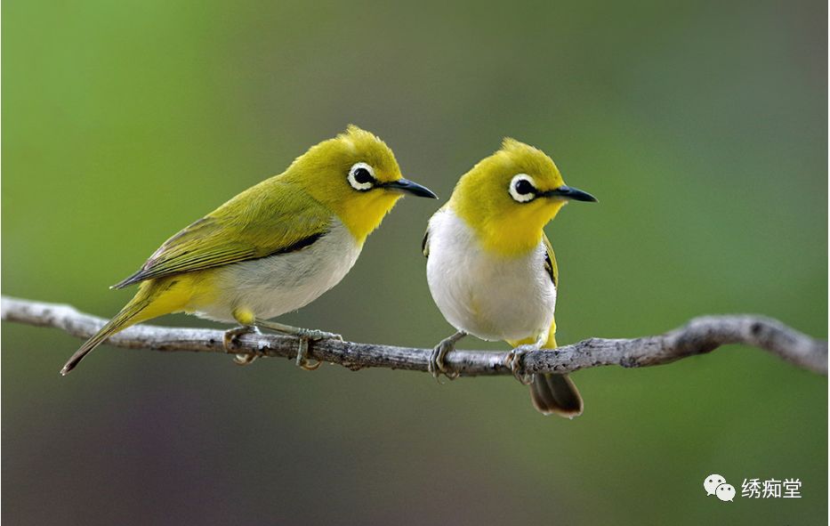 绣眼鸟常见病大全,绣眼鸟如何防病