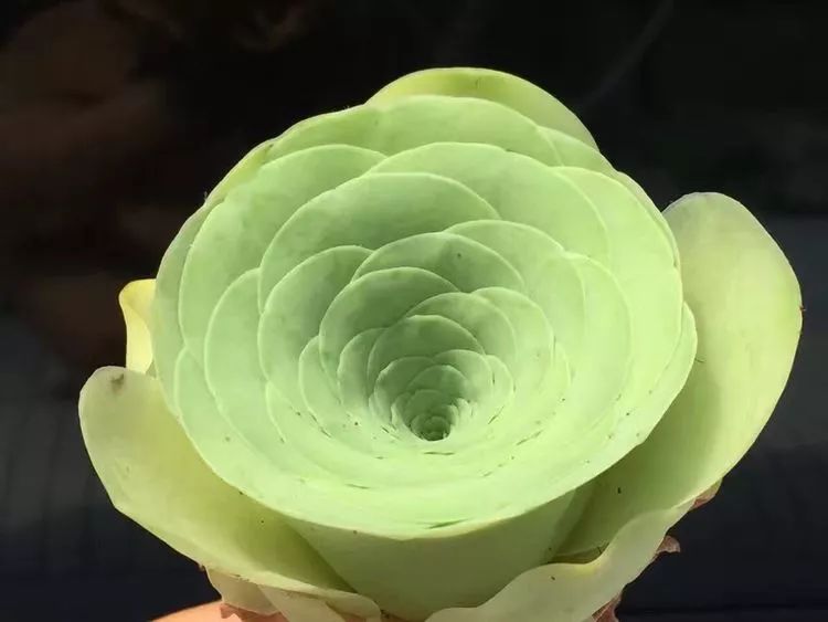 独具魅力的黄玫瑰,黄玫瑰这么美的风景惊艳到你了吗