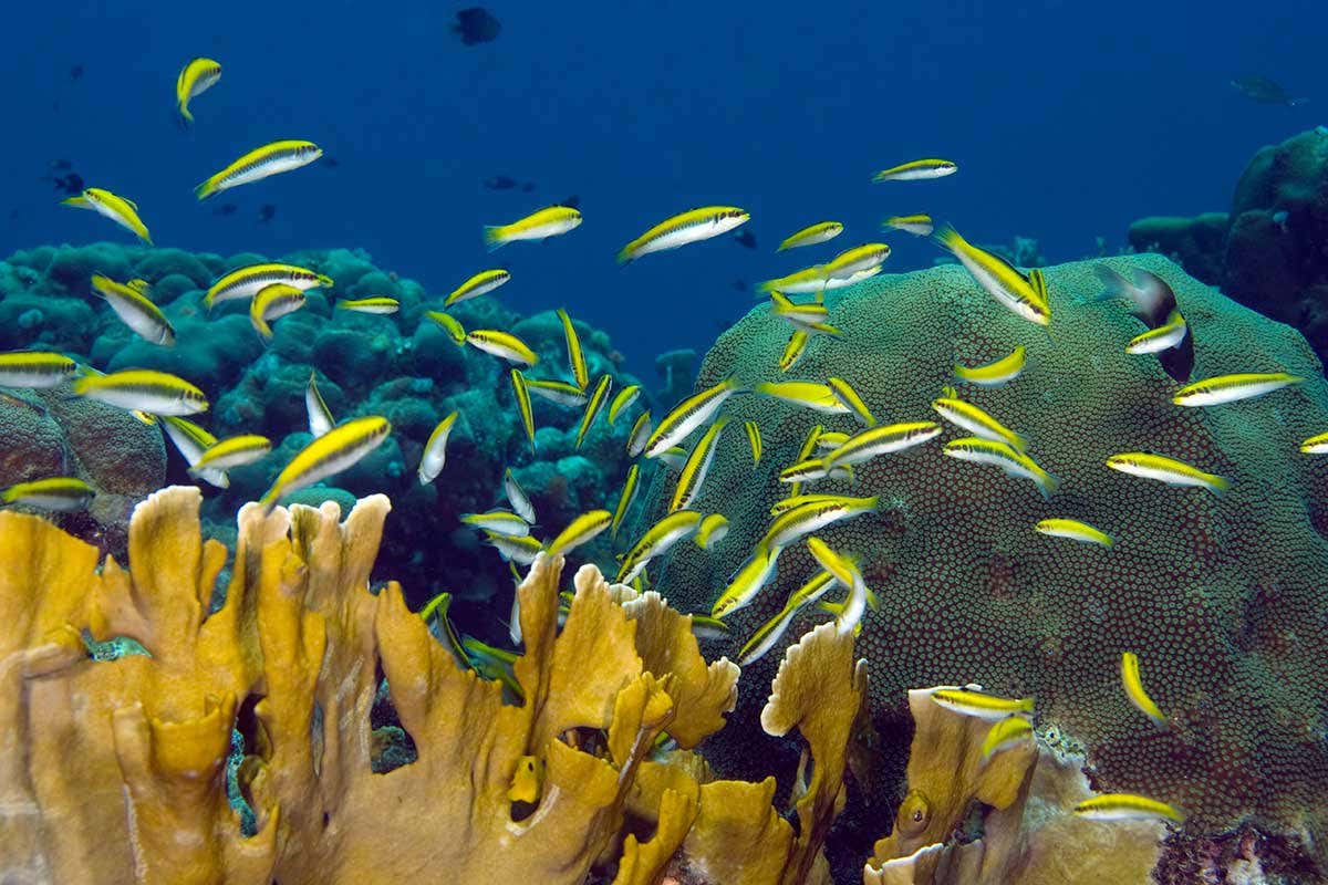 不用去泰国自己能变性？科学家发现神奇物种，21天之内由女变男