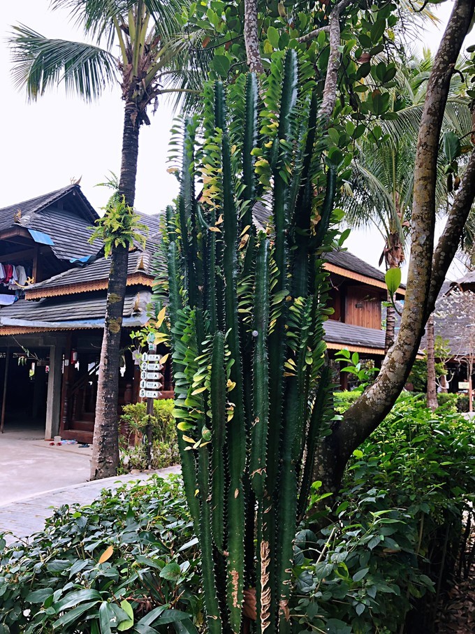 西双版纳是佛教发源地吗,西双版纳的佛教和中国佛教的相同