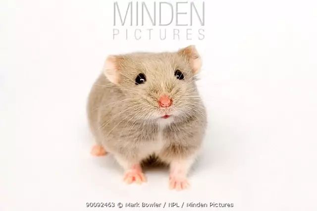 养过仓鼠的才知道的事,养仓鼠要不要给仓鼠洗澡