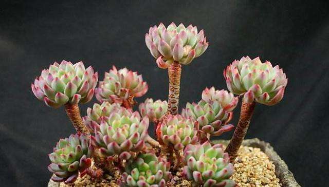 红稚莲多肉徒长除了砍头还能怎样,多肉徒长了砍成光杆还能发芽吗