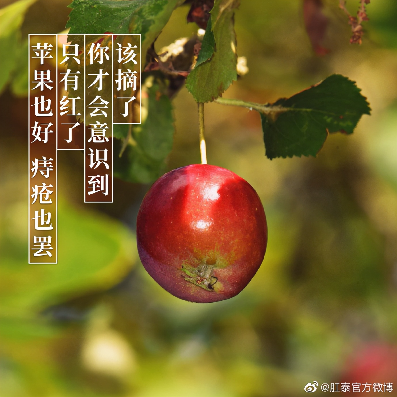 差点把自己笑死的文案,肛泰官博搞笑