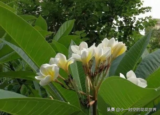 花花世界很美好下一句,花花世界很独特