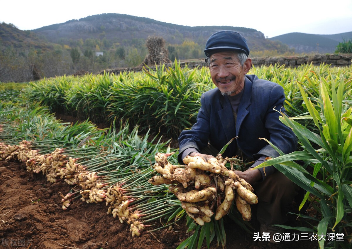 大姜的高产种植技术指导视频,大姜种植管理技术姜瘟病