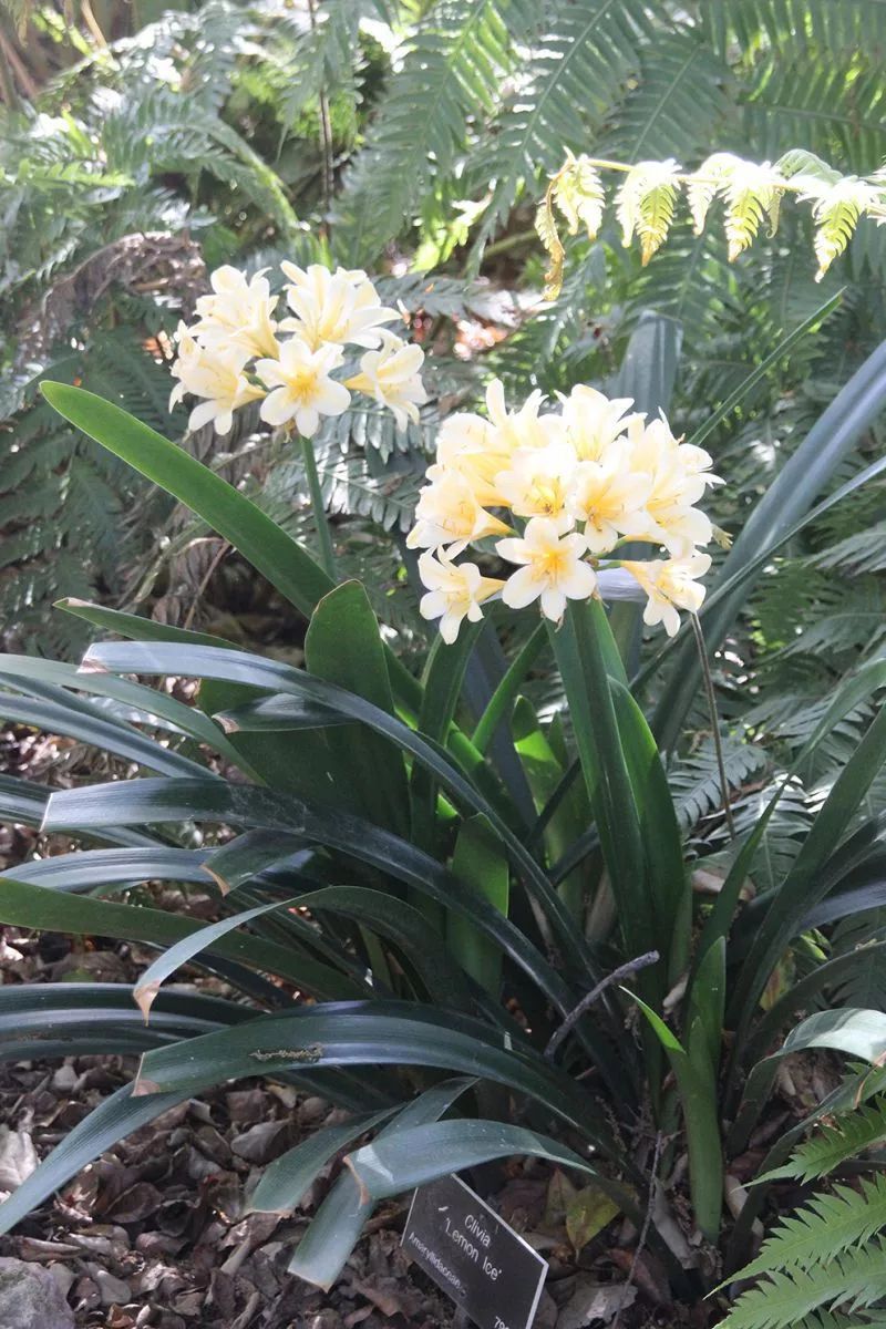 君子兰叶子有亮泽,君子兰最好的盆栽方法