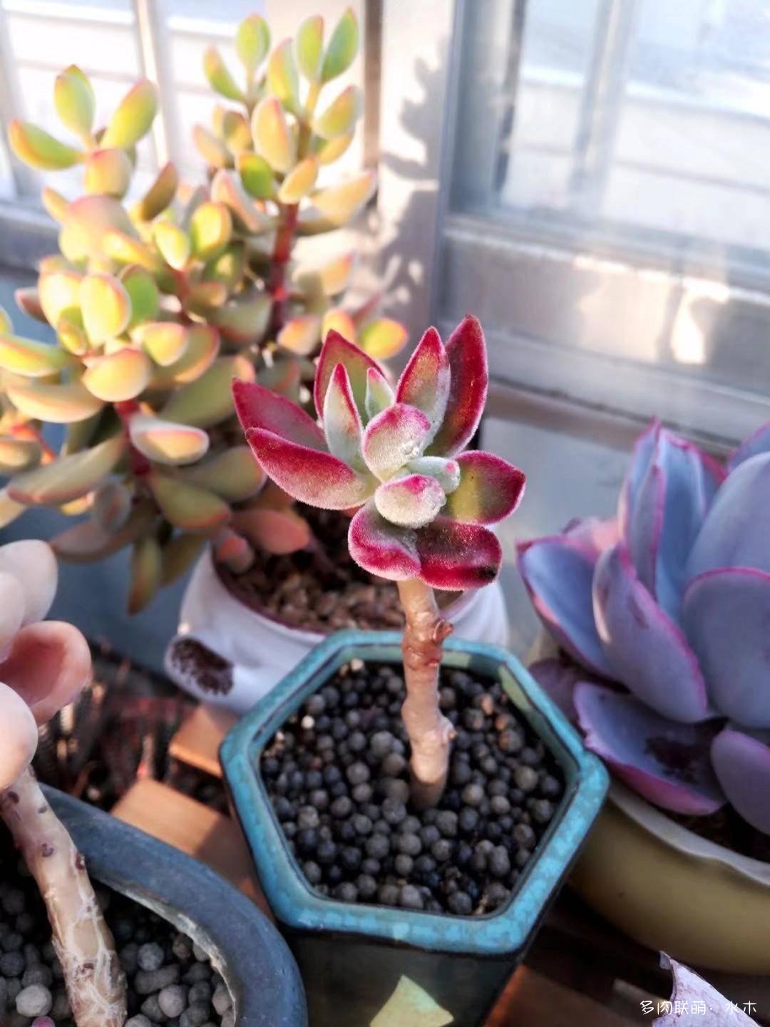 这才是多肉夏天该有的样子,多肉短期内颜值最高的时刻