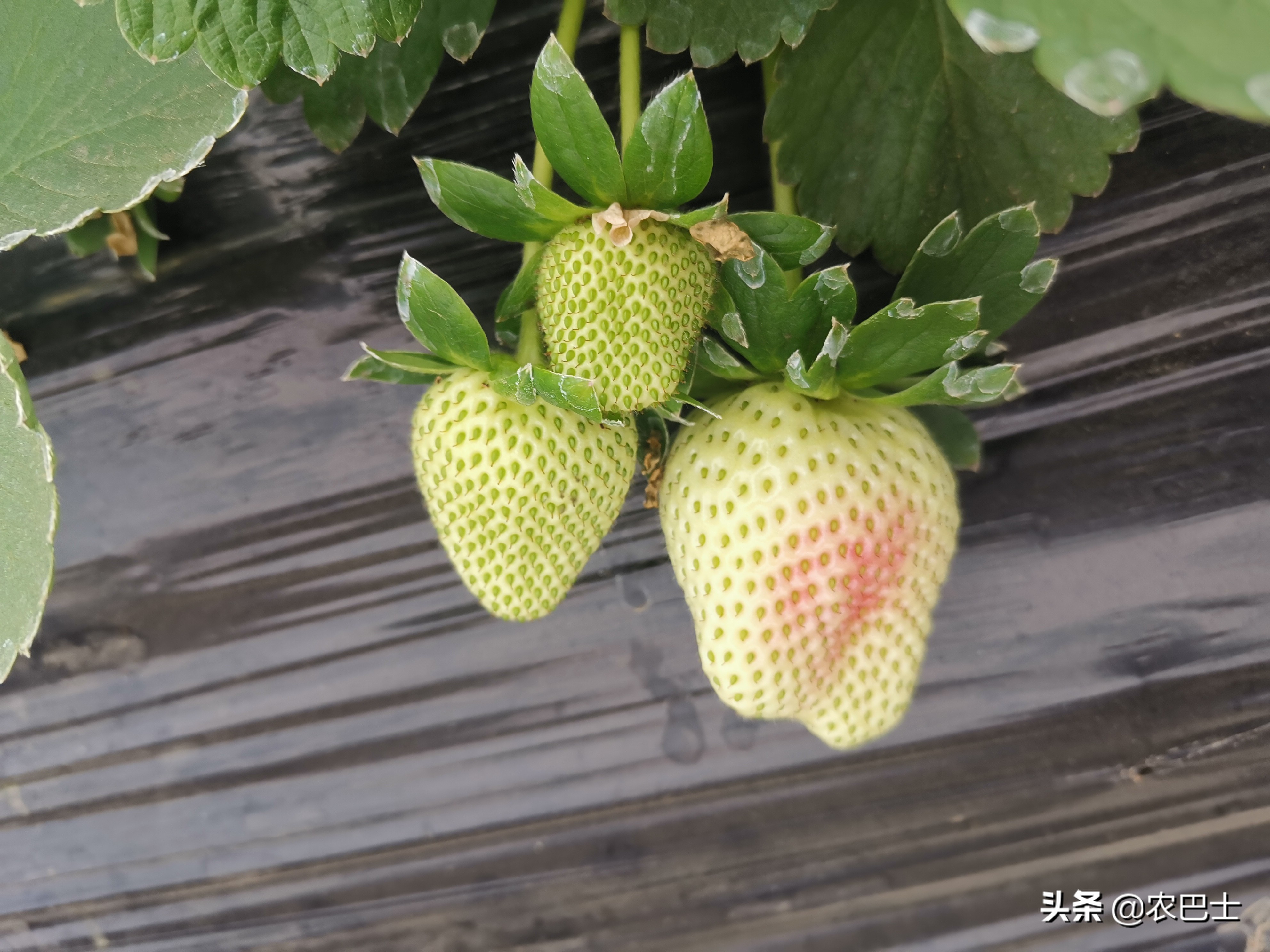 螨害红蜘蛛,二斑叶螨对草莓有什么危害