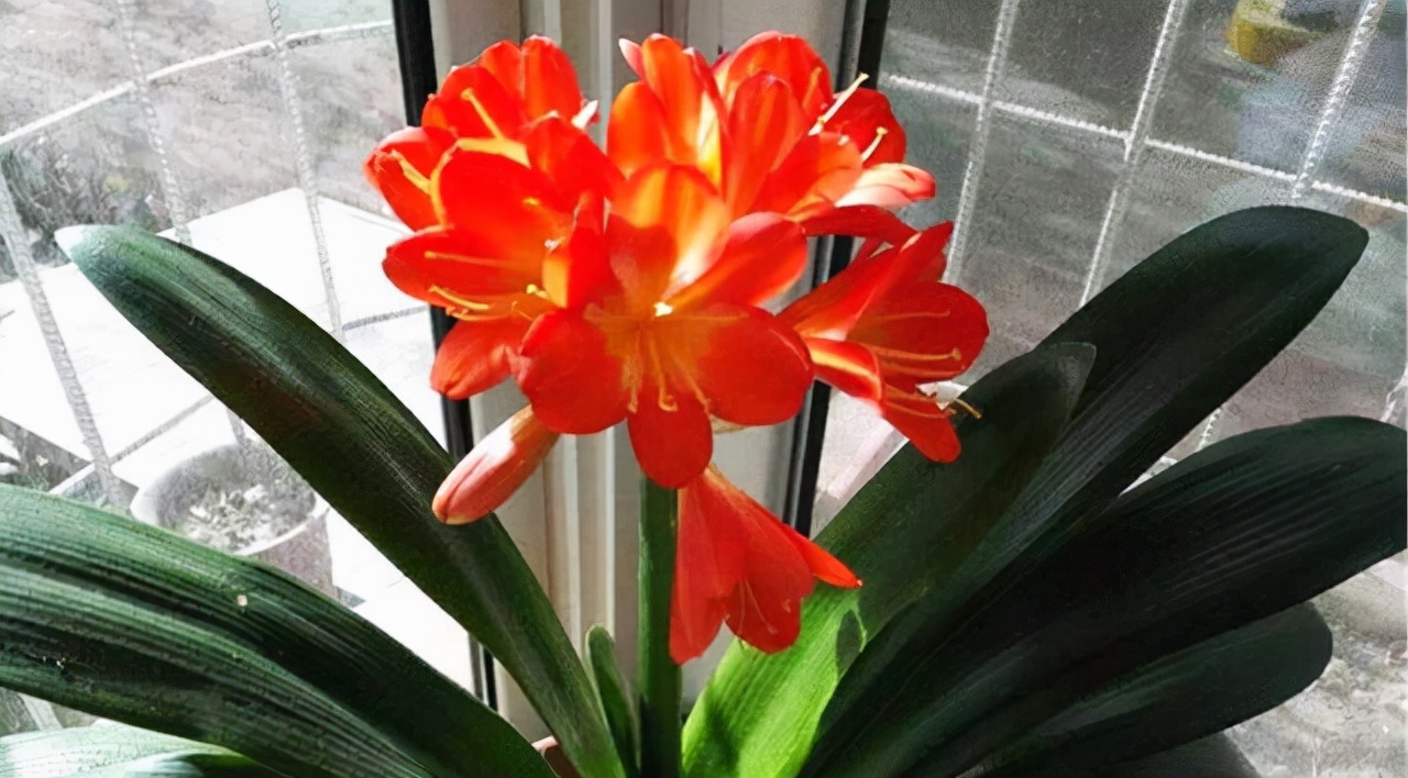 李大姐养君子兰，年年开大花，有吉祥好兆头，原来是她做对5件事