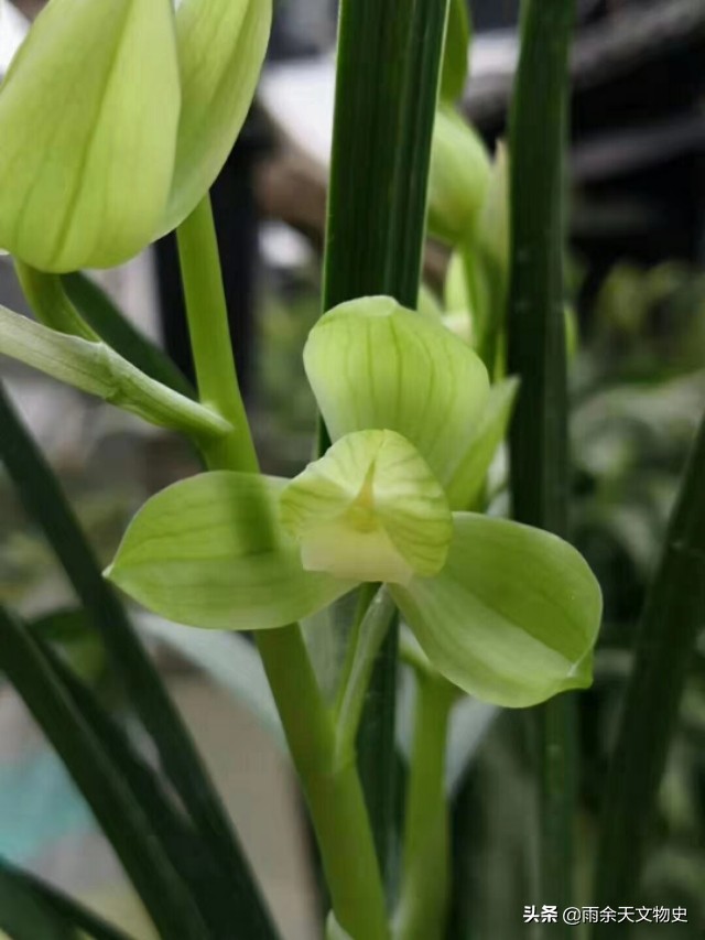 春剑中透兰花名品,春剑大富贵兰花