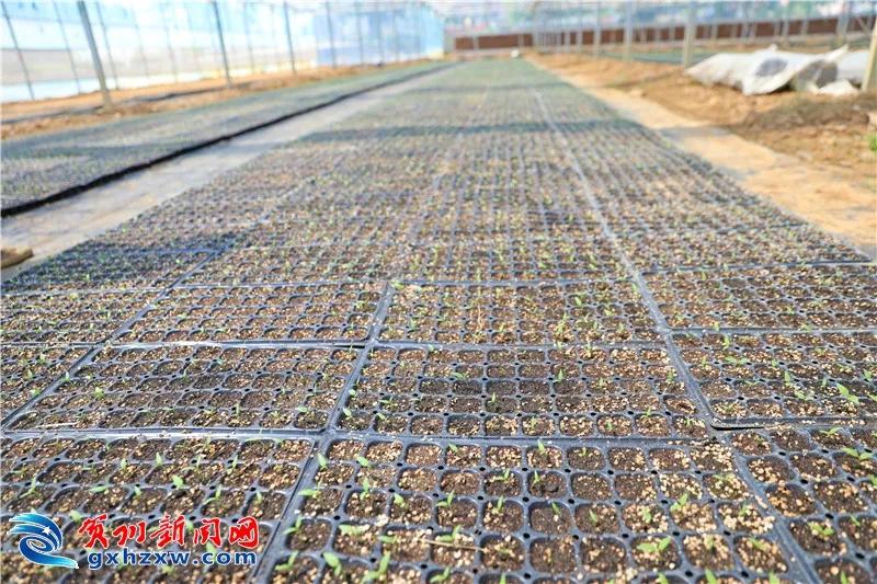 果蔬搭建的“聚宝棚”！龙山村的村民这样圆了致富梦