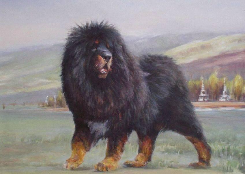 藏獒变流浪狗,藏獒从一条换北京两套房