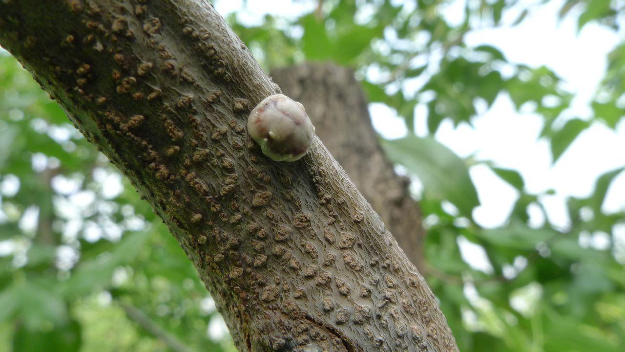 栾树蚜虫有什么危害,栾树蚜虫会长在其他树上么