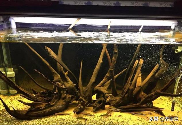 鱼缸黄水的原因和解决办法,鱼缸黄水的原因和处理方法