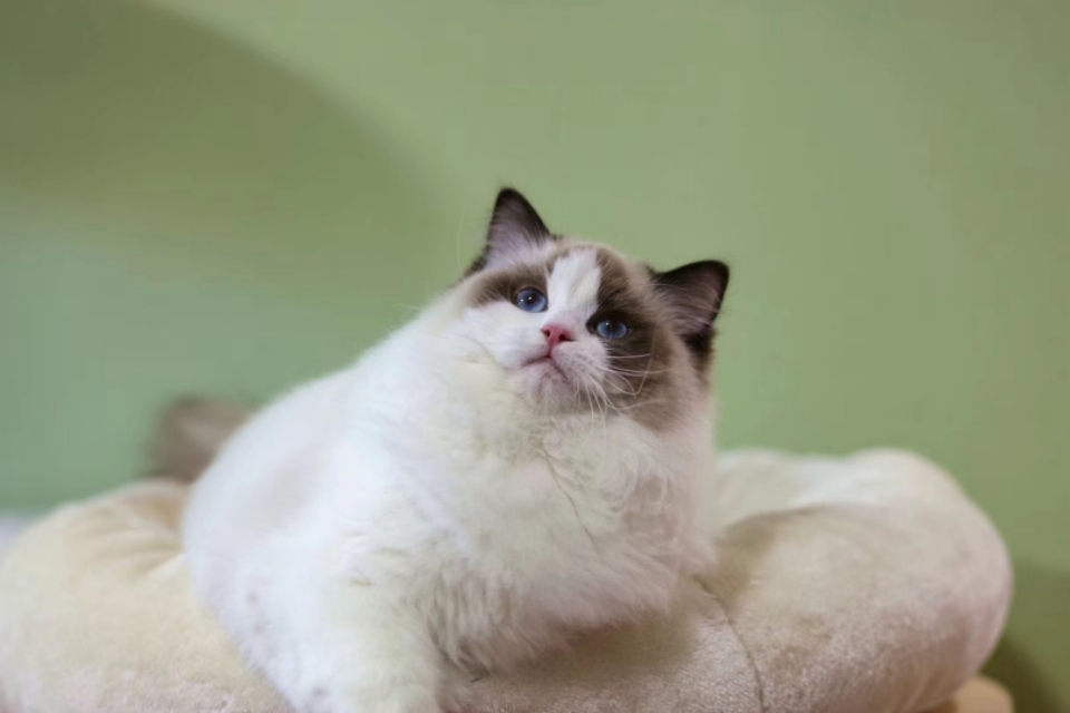 如何挑选布偶猫这几点需要注意,怎样挑选布偶猫的品相