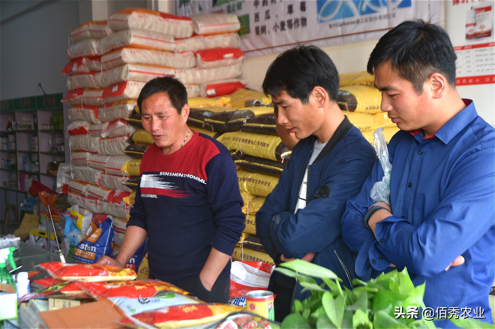 承包150亩良田种什么最赚钱,农资种植怎么赚钱