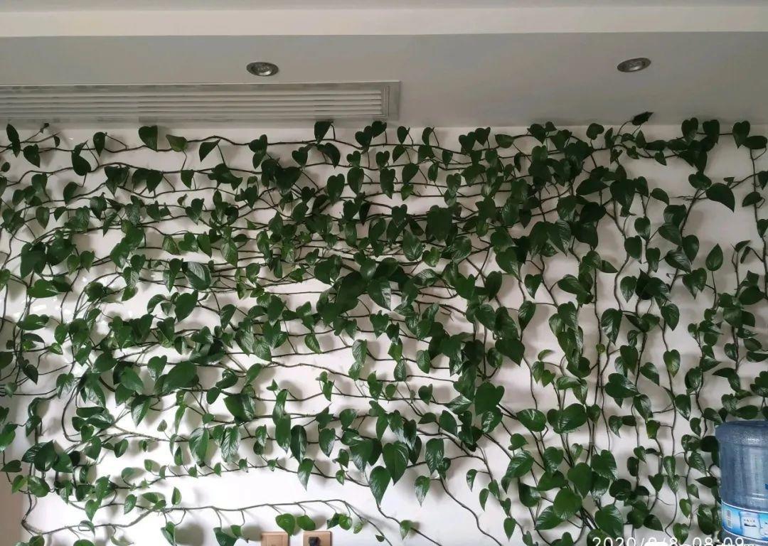 一盆绿萝就能让房子洋气到不行,绿萝改造大房子