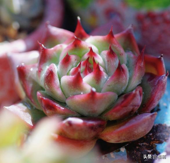 多肉吉娃娃单头多头哪个好看,多肉吉娃娃只有头没有根该怎么养