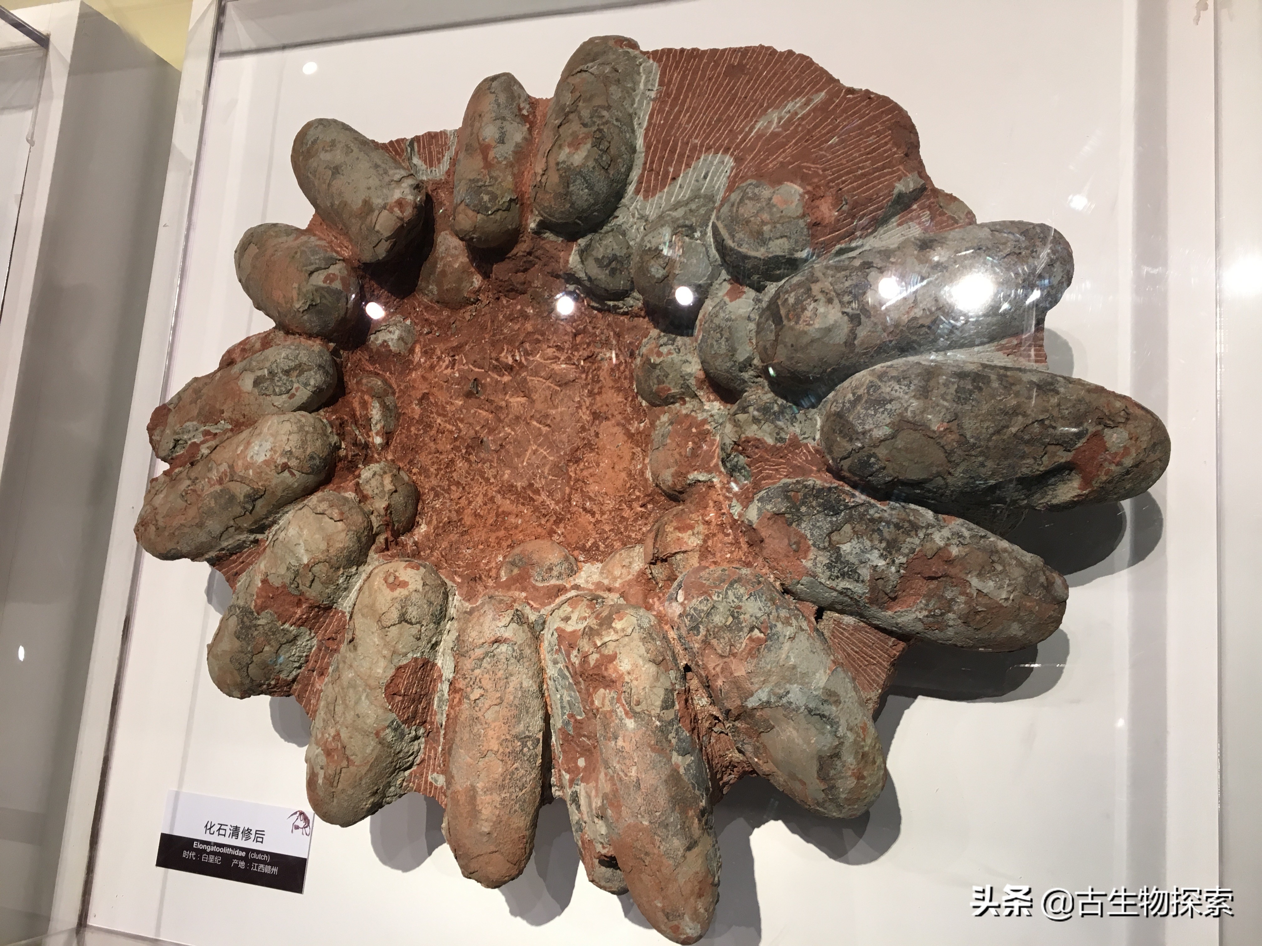 蛋蛋千变万化，就连哺乳动物都生蛋！