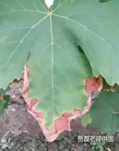 葡萄倒春寒多少度能形成冻害,葡萄叶片边缘失水萎蔫是什么原因
