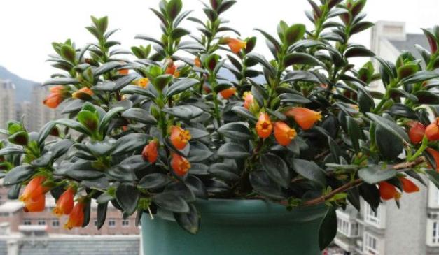 金鱼吊兰怎么养才长得粗壮,水培金鱼吊兰为啥光长叶子不开花