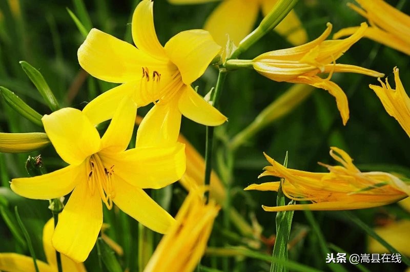 农村比较常见的中草药,农村不可碰的十种草药