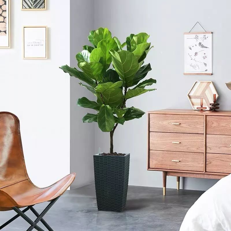 十大卧室养殖吸甲醛净化空气绿植,净化甲醛最有效绿植盆栽