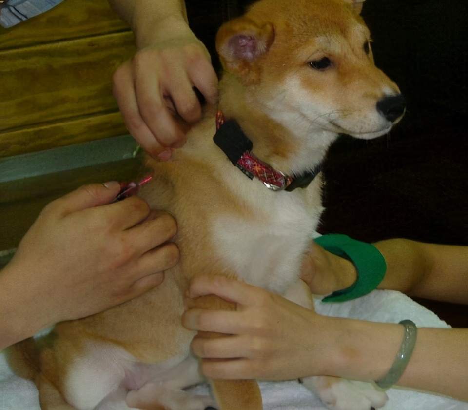 狗狗去除跳蚤蜱虫妙招,家用杀虫剂可以给狗狗喷杀跳蚤么