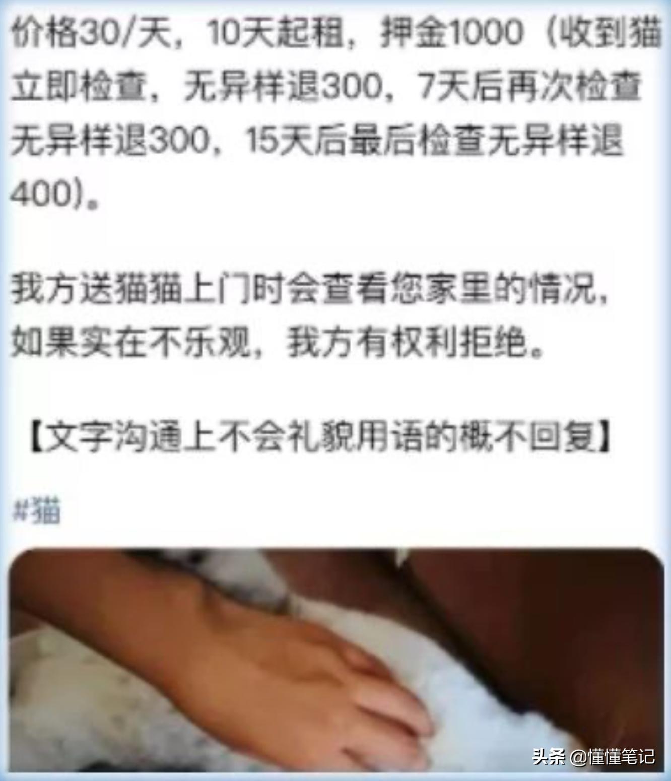 猫舍租猫,猫舍租猫多少钱一天