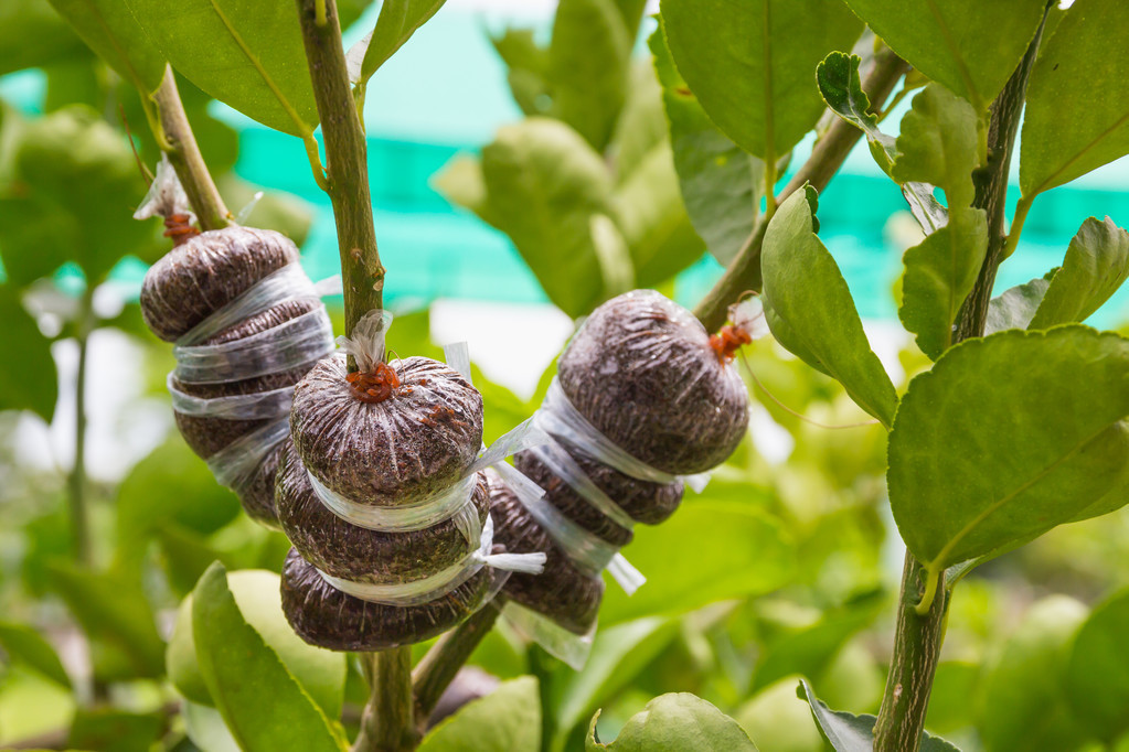 一棵果树繁殖视频,一棵果树嫁接出多种水果