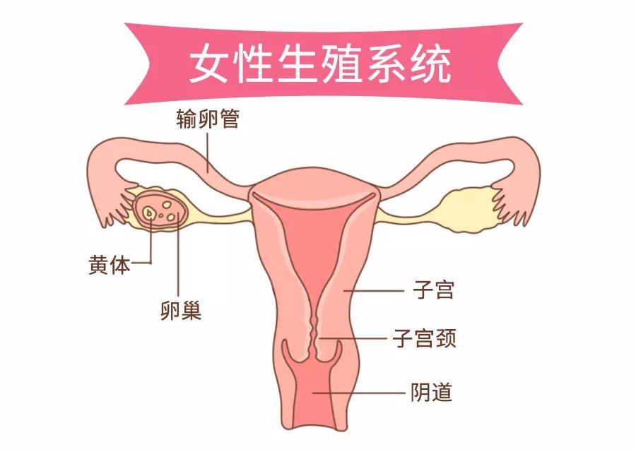 宫颈癌疫苗真的能预防hpv吗,你了解宫颈癌筛查吗