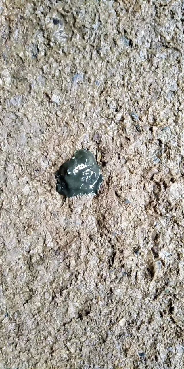 硫酸粘杆菌素在养猪中的作用,粘杆菌素在水产养殖中的应用