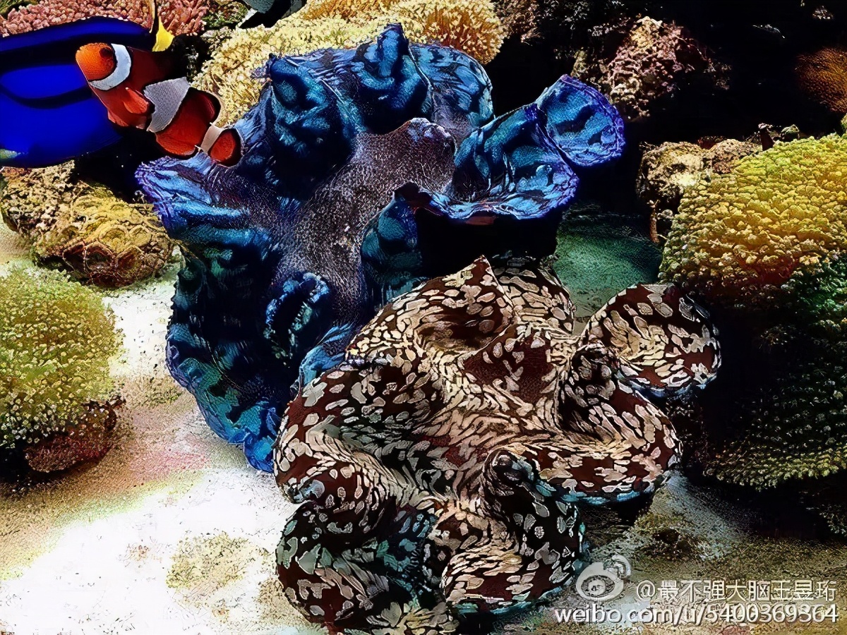 最强大脑王昱珩清华毕业后不上班,王昱珩上学经历