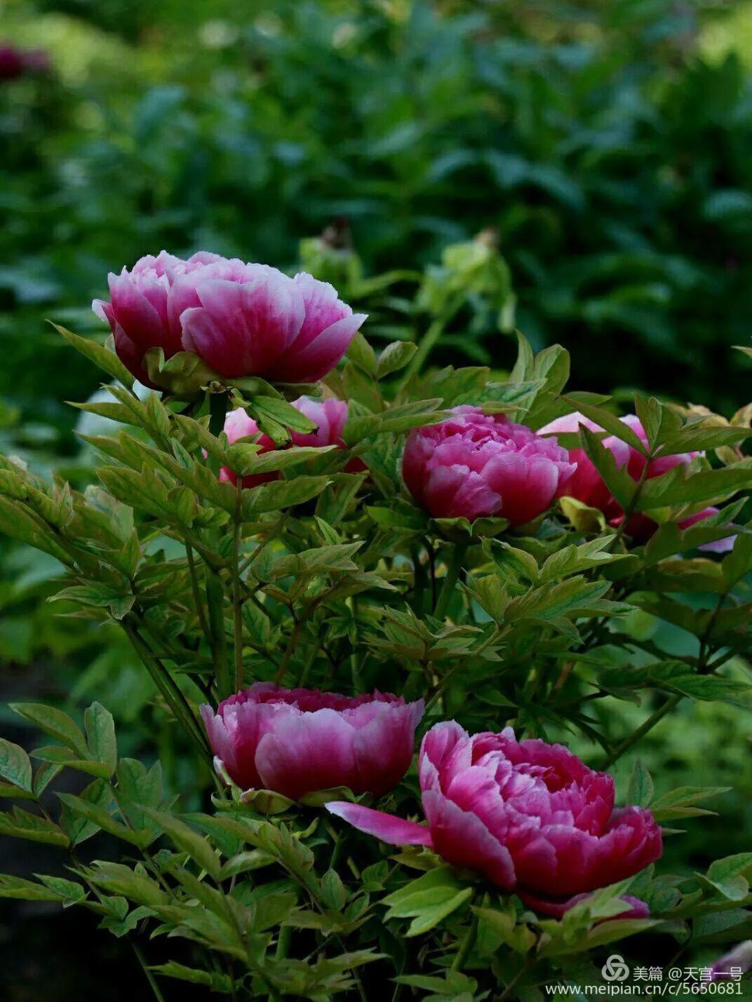 古今贤文牡丹赋,历代牡丹诗赋