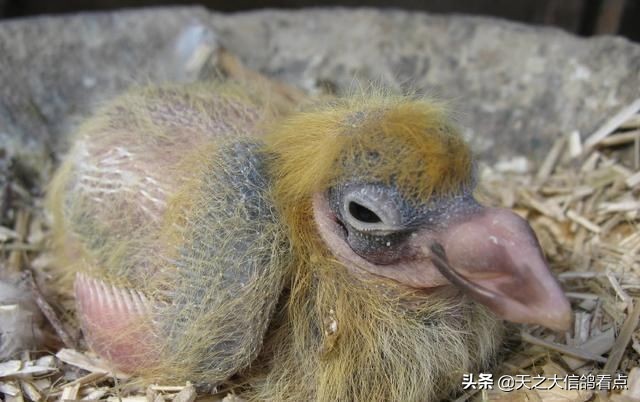 赛鸽怎么淘汰幼鸽,赛鸽品种改良第一步