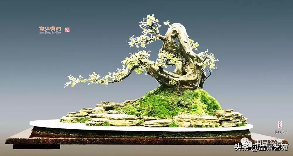 陈文图榕树欣赏,陈文图盆景