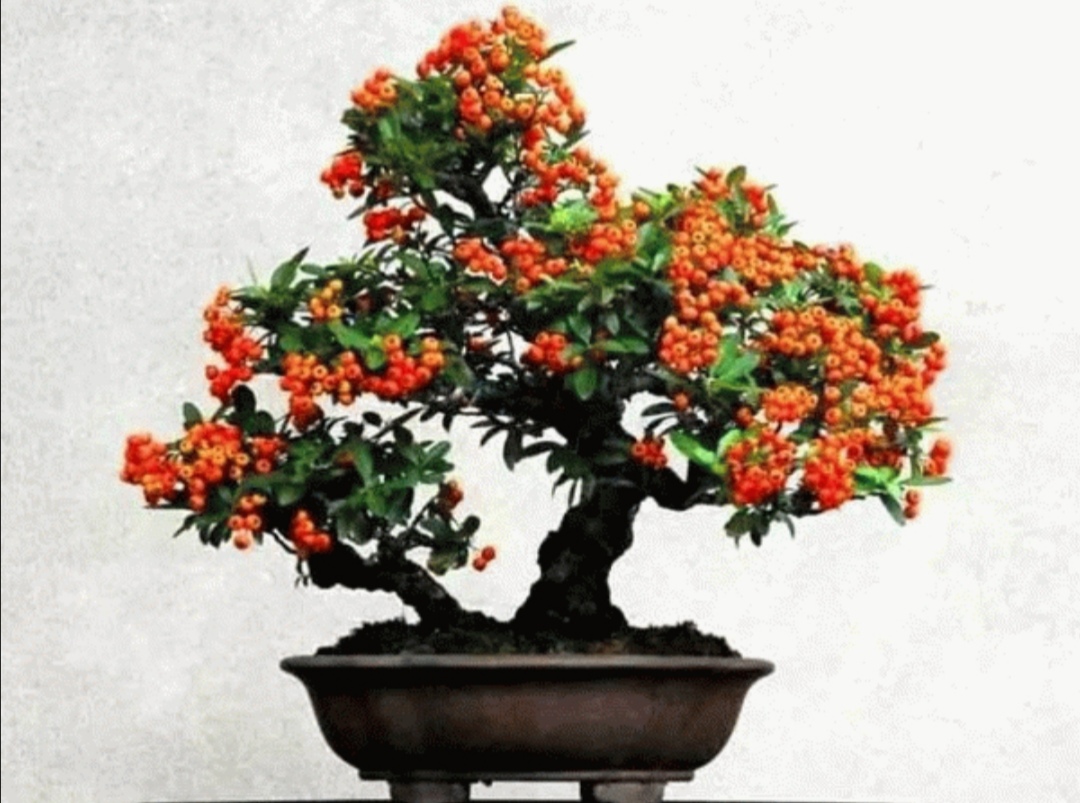 火棘盆景造型注意事项,火棘小叶小果盆景