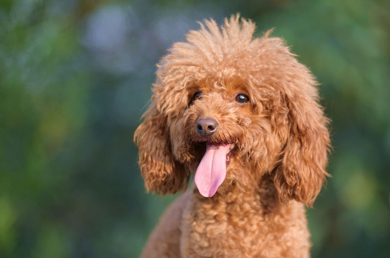 鉴别泰迪纯不纯,巧克力泰迪怎么看纯不纯视频