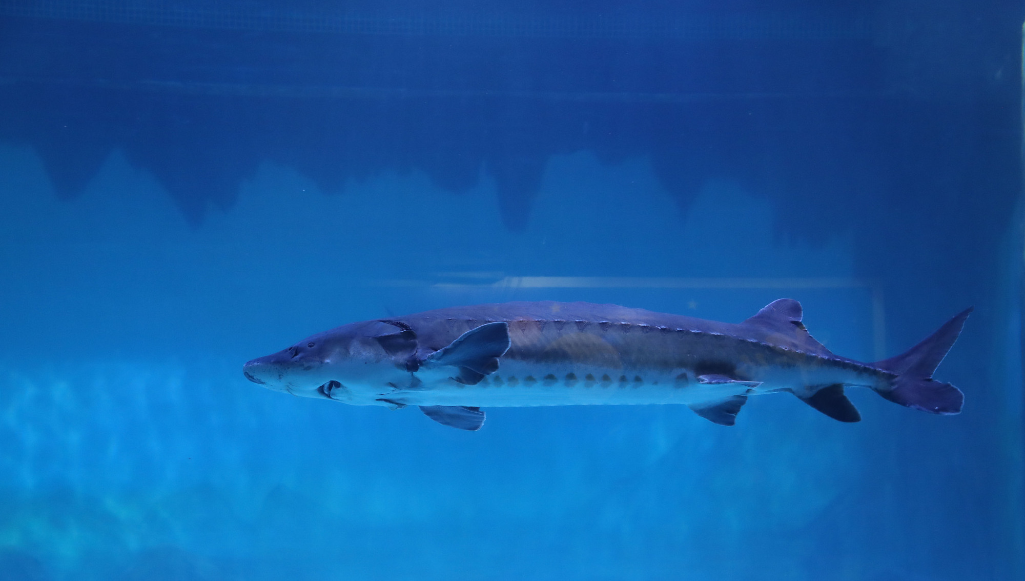 长江十年禁渔过后鱼能随便捕吗,长江禁渔期10年鱼能长多大