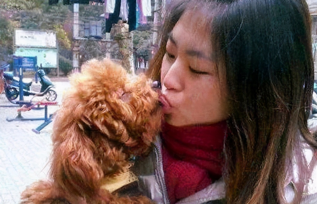 泰迪犬为何总爱舔人？它只是想告诉你这5件事，希望每个主人都懂