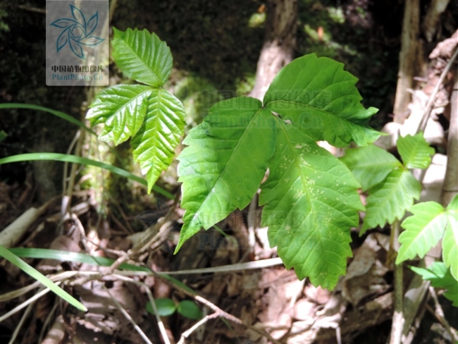 谈化疗色变这几个误区你中招了吗,十大极毒的植物