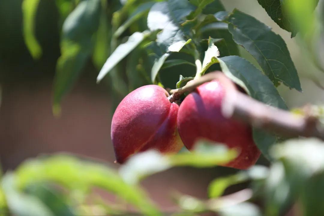 红红油桃挂枝头，这个五月“桃”你欢心