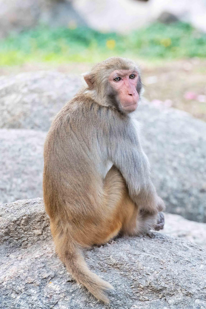 广州长隆野生动物世界旅游攻略,长隆野生动物世界攻略2-3天广州游